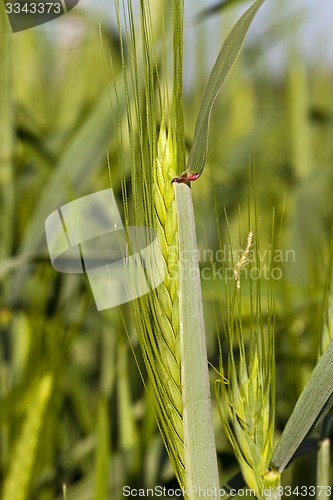 Image of cereals  