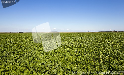 Image of agriculture  