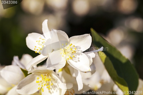 Image of jasmine flower  