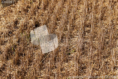 Image of field with straw  