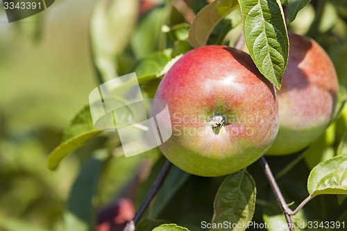 Image of apple-tree garden  