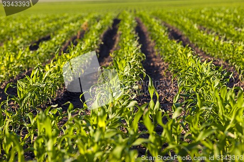 Image of green corn  