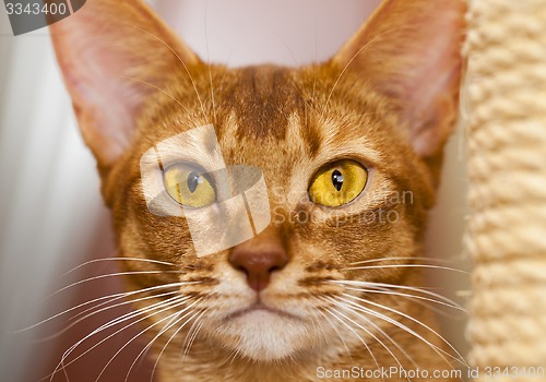 Image of Abyssinian cat  