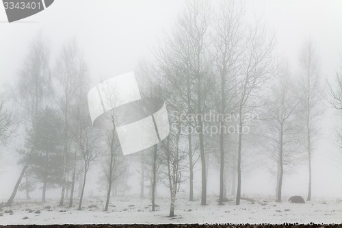 Image of trees in the winter  