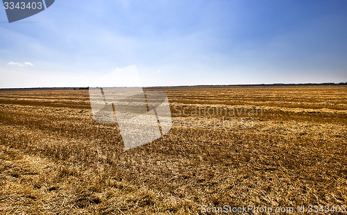 Image of harvest cereals  