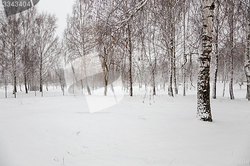 Image of trees in the winter  