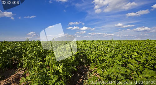 Image of potato field  