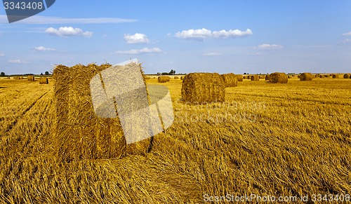 Image of agricultural field  