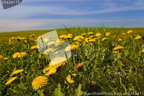 Image of dandelions 