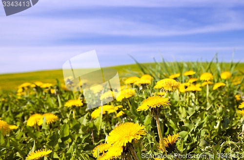 Image of dandelions  