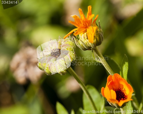 Image of calendula flower  