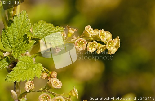 Image of blossoming of blackcurrant  