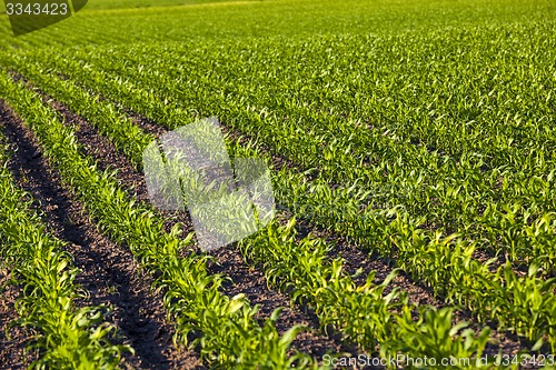 Image of green corn  