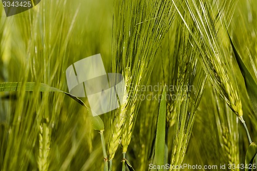 Image of cereals. close up