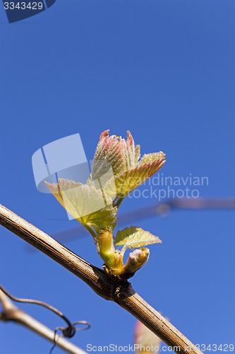 Image of grapes sprout  