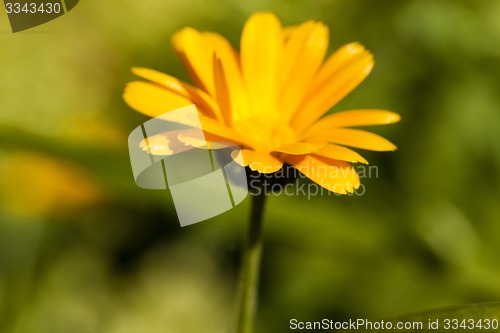 Image of calendula flower  