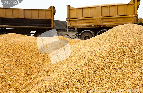 Image of corn. heap 