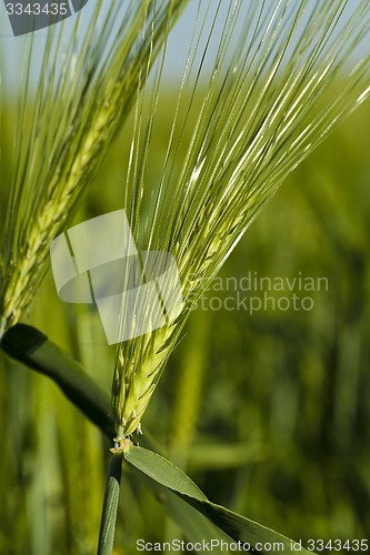 Image of cereals . close up 