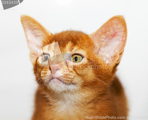 Image of Abyssinian kitten  