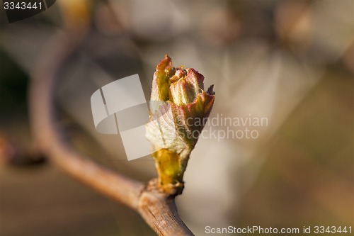 Image of grapes sprout  