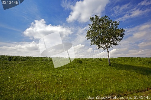 Image of tree in the field 