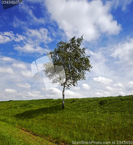 Image of tree in the field  