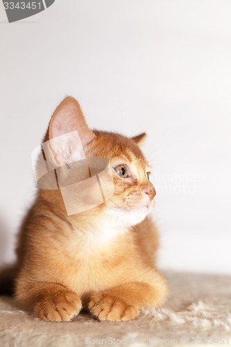 Image of Abyssinian kitten  