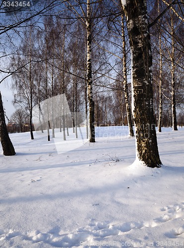 Image of birch grove in winter  