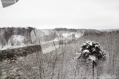 Image of trees in the winter  