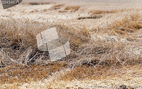 Image of the destroyed cereals  