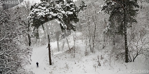 Image of winter forest  