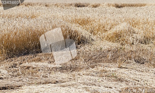 Image of the destroyed cereals  