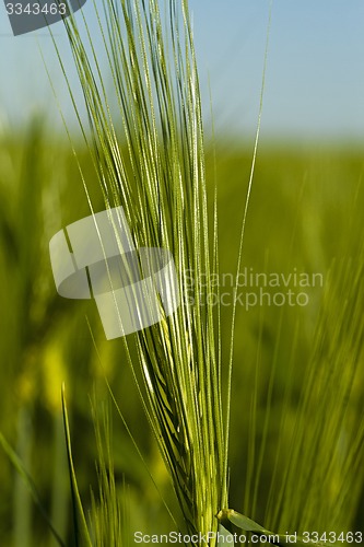 Image of cereals 