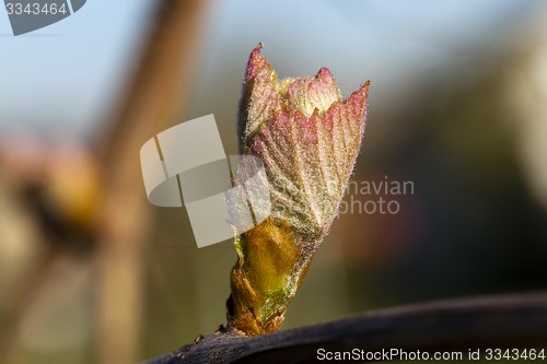 Image of grapes sprout  