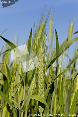 Image of cereals. close up 