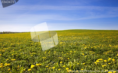 Image of   dandelions .