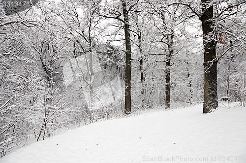 Image of trees in the winter 