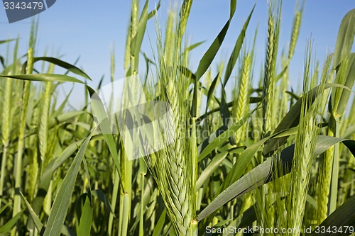 Image of cereals. close up