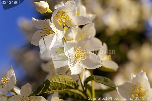 Image of jasmine flower 