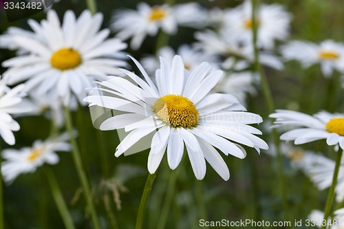 Image of white  camomile  