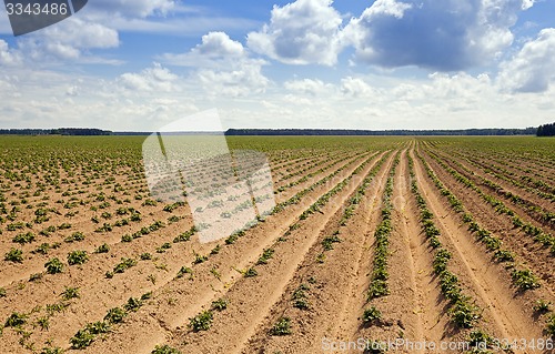 Image of  agricultural field  