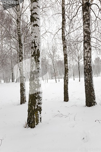 Image of trees in the winter  