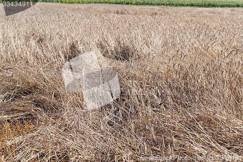 Image of the destroyed cereals  