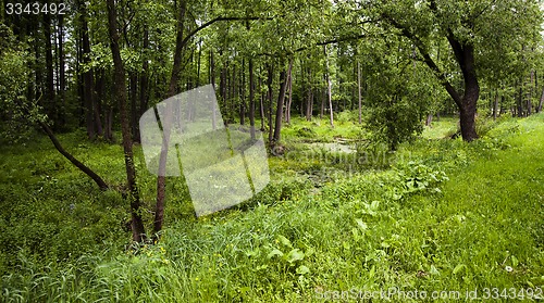 Image of bog. summer 