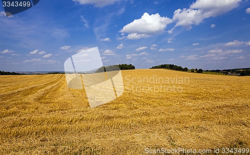 Image of slanted wheat  