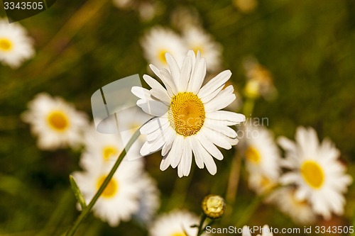Image of camomiles  