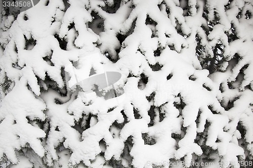 Image of fir-tree in the winter  