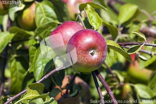 Image of apple-tree garden  