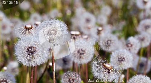 Image of dandelion white