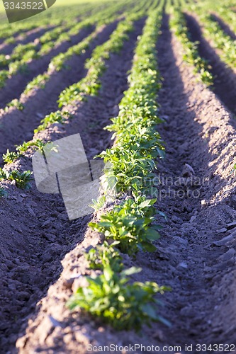Image of potato field  